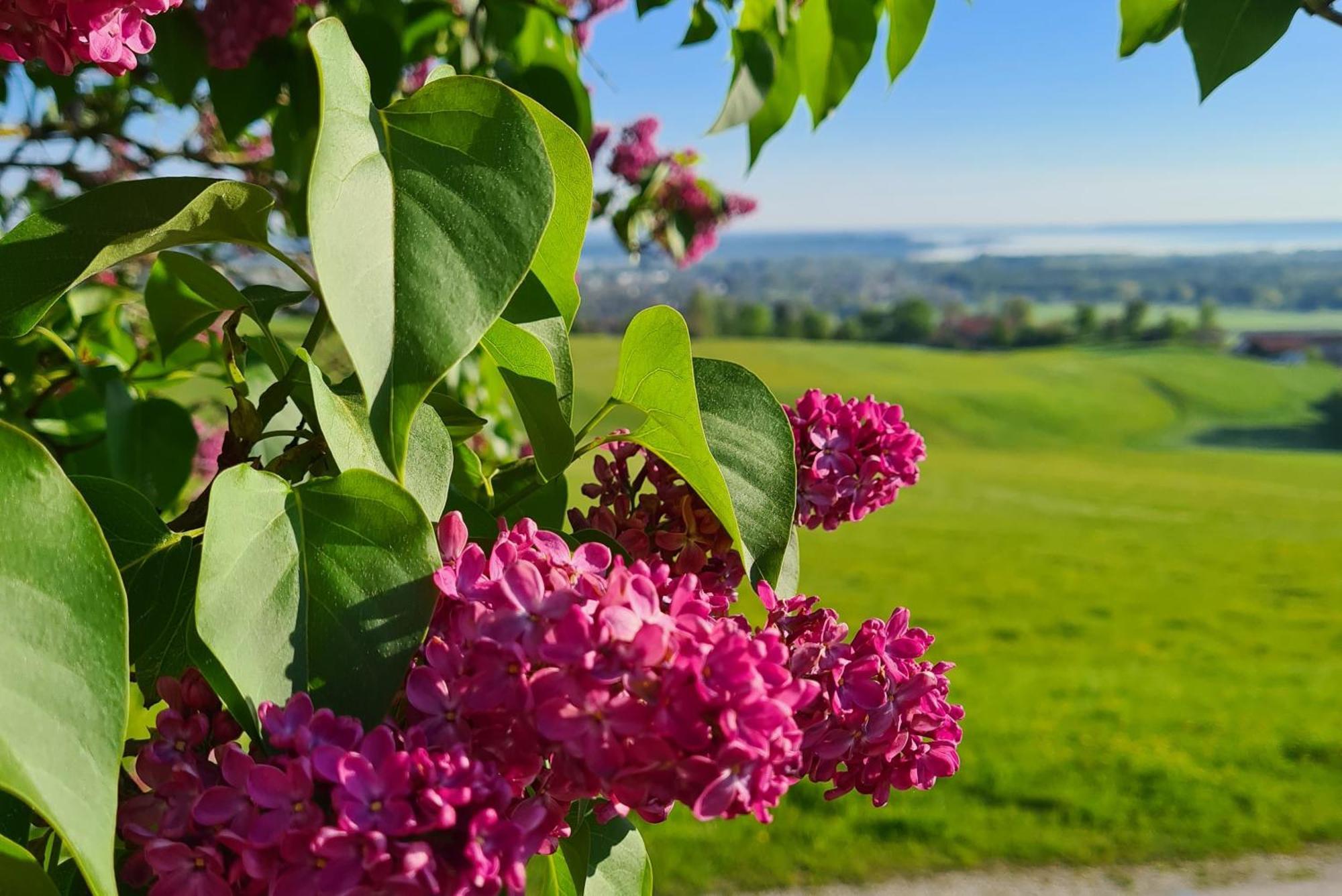 Schleipfnerhof Urlaub Auf Dem Bauernhof Villa Bernau am Chiemsee Exteriör bild